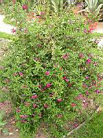 Sauge - Lamiaceae Salvia (01) (Photo F. Mrugala)